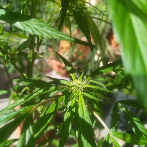 Natural growlog photo: Capullitos 