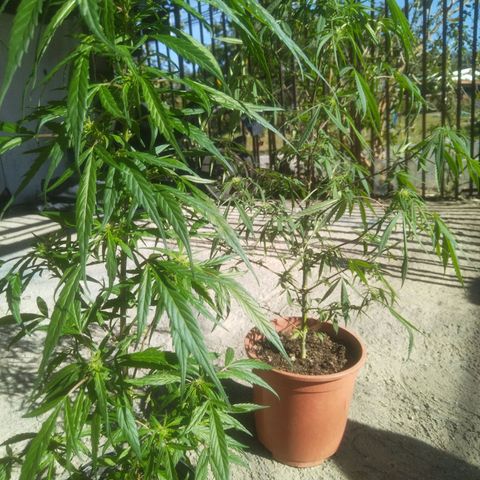 Natural growlog photo: Capullitos 