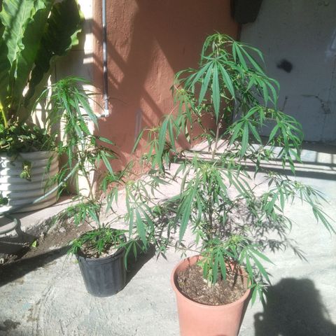 Natural growlog photo: Capullitos 