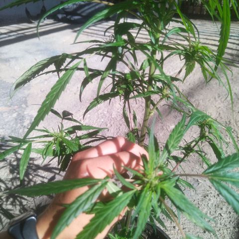 Natural growlog photo: Capullitos 