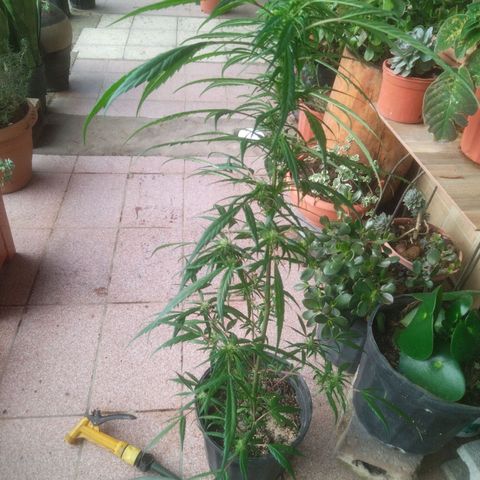 Natural growlog photo: Fotos del 17 de enero
Floración.. 