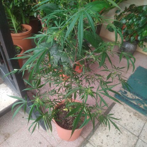 Natural growlog photo: Fotos del 17 de enero
Floración.. 