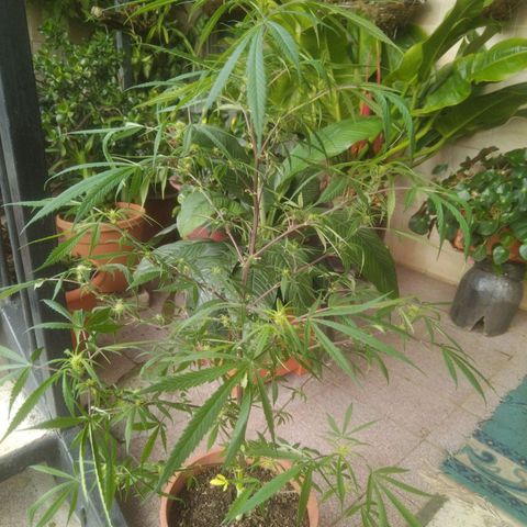 Natural growlog photo: Fotos del 17 de enero
Floración.. 