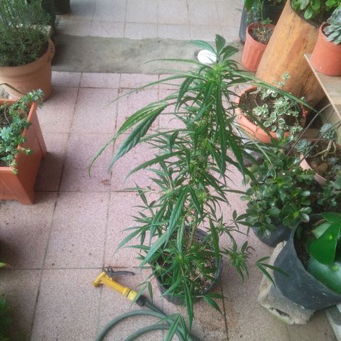 Natural growlog photo: Fotos del 17 de enero
Floración.. 