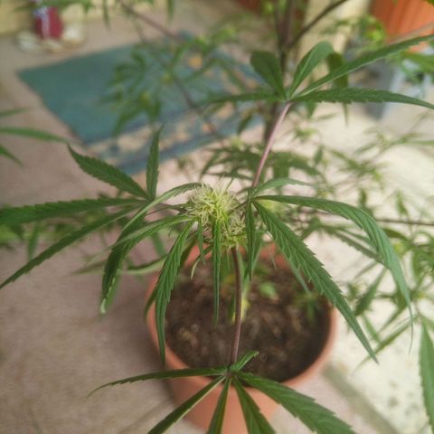 Natural growlog photo: Fotos del 17 de enero
Floración.. 