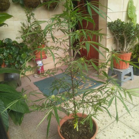 Natural growlog photo: Fotos del 17 de enero
Floración.. 