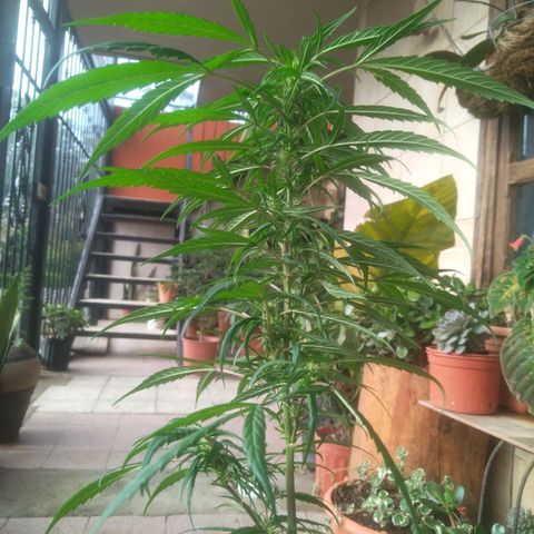 Natural growlog photo: Fotos del 17 de enero
Floración.. 