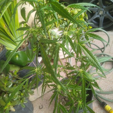Natural growlog photo: Fotos del 17 de enero
Floración.. 