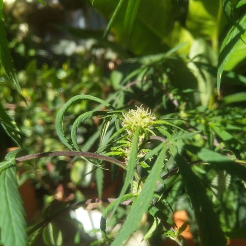 Natural growlog photo: Primera planta con formación de cogollos 😛