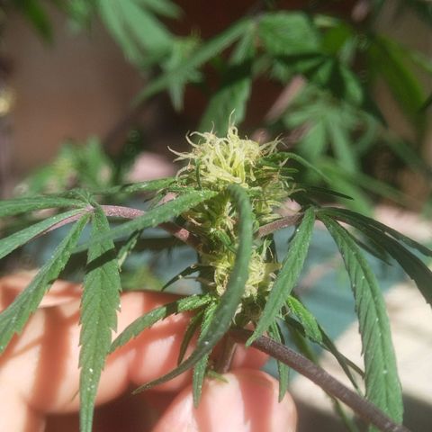 Natural growlog photo: Primera planta con formación de cogollos 😛