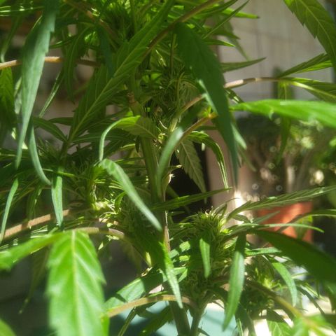 Natural growlog photo: Segunda planta con cogollos ✨