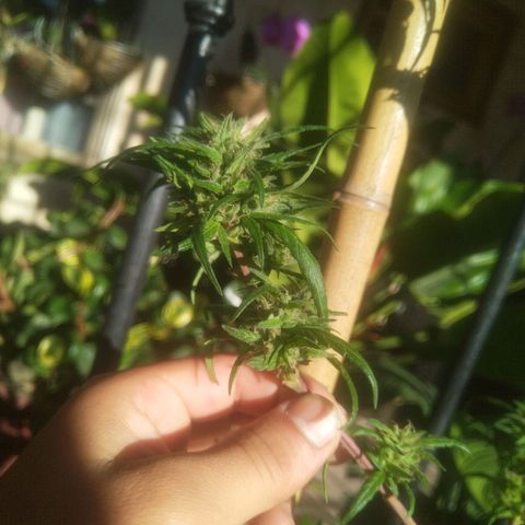 Natural growlog photo: Full flora
Una semana después de haberle echado la poción 