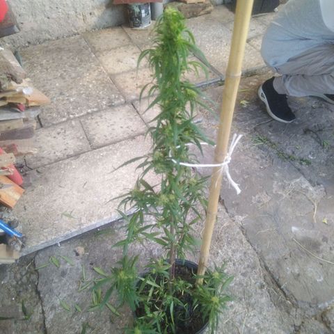 Natural growlog timeline photo