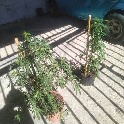 Natural growlog photo: Fotos del mes de febrero 