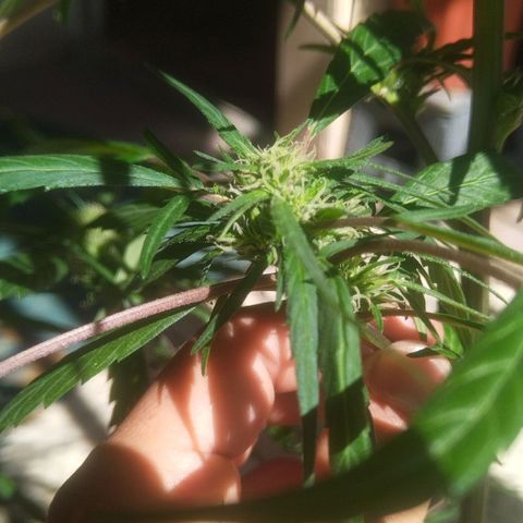 Natural growlog photo: Segunda planta con cogollos ✨