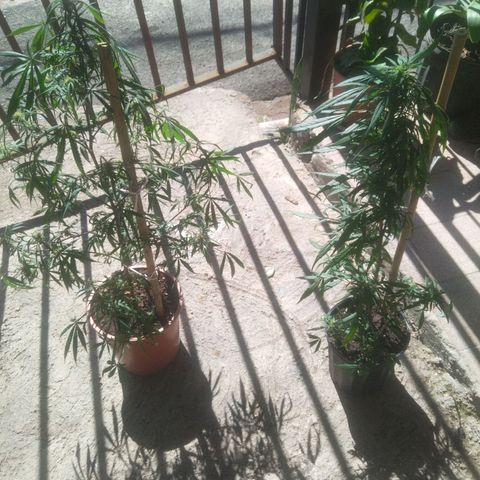 Natural growlog photo: Fotos del mes de febrero 