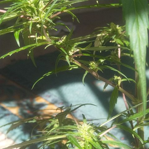 Natural growlog photo: Segunda planta con cogollos ✨