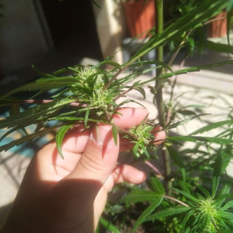 Natural growlog photo: Segunda planta con cogollos ✨