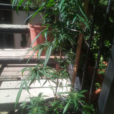 Natural growlog timeline photo