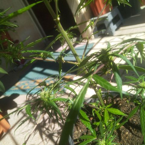 Natural growlog photo: Segunda planta con cogollos ✨