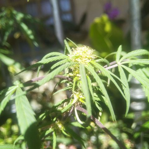 Natural growlog timeline photo