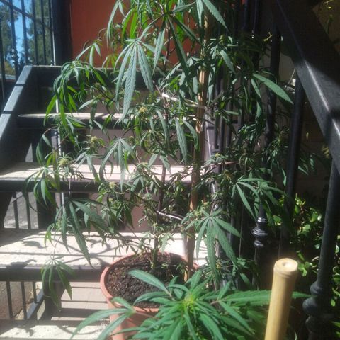 Natural growlog timeline photo