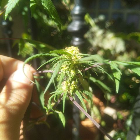 Natural growlog timeline photo