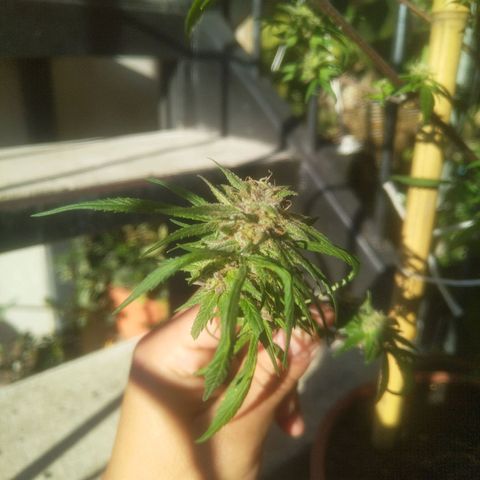 Natural growlog photo: Full flora
Una semana después de haberle echado la poción 