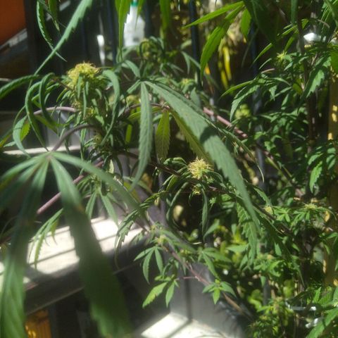 Natural growlog timeline photo