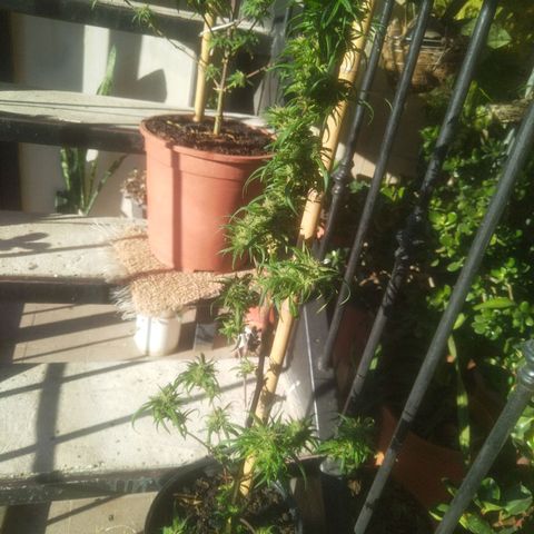 Natural growlog photo: Full flora
Una semana después de haberle echado la poción 