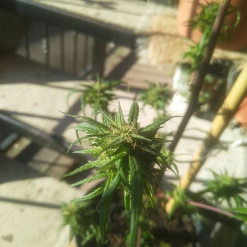 Natural growlog photo: Full flora
Una semana después de haberle echado la poción 