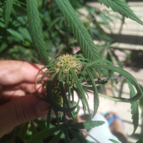 Natural growlog timeline photo