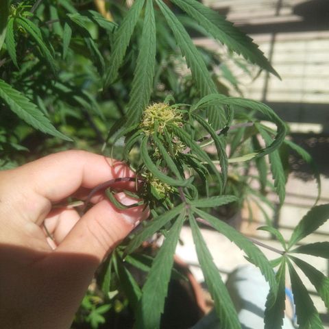 Natural growlog timeline photo