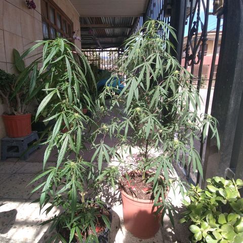 Natural growlog photo: Ambas matitas 