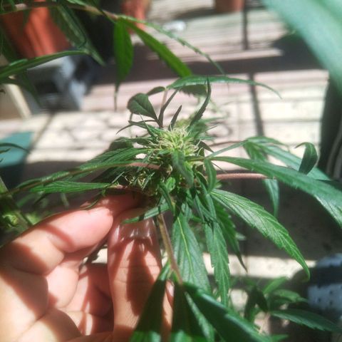 Natural growlog photo: Segunda planta con cogollos ✨