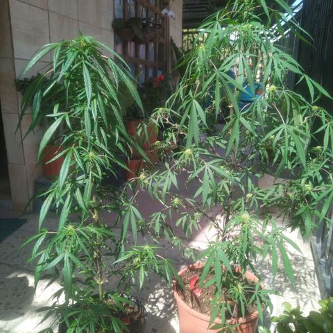 Natural growlog photo: Ambas matitas 
