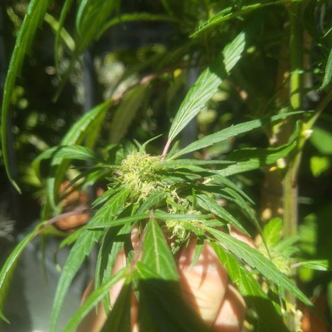 Natural growlog timeline photo
