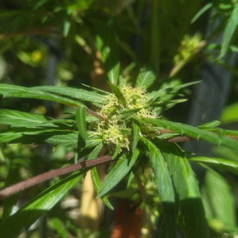 Natural growlog timeline photo