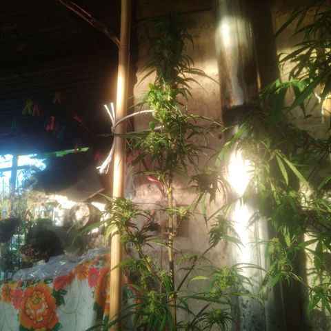 Natural growlog photo: Poda