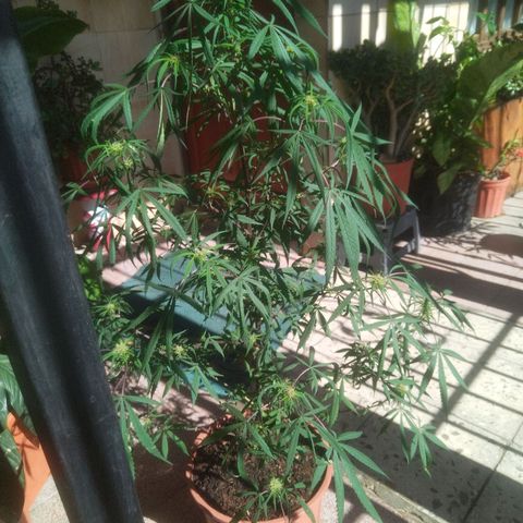 Natural growlog photo: Primera planta con formación de cogollos 😛
