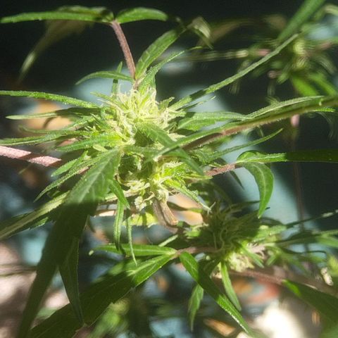 Natural growlog photo: Segunda planta con cogollos ✨
