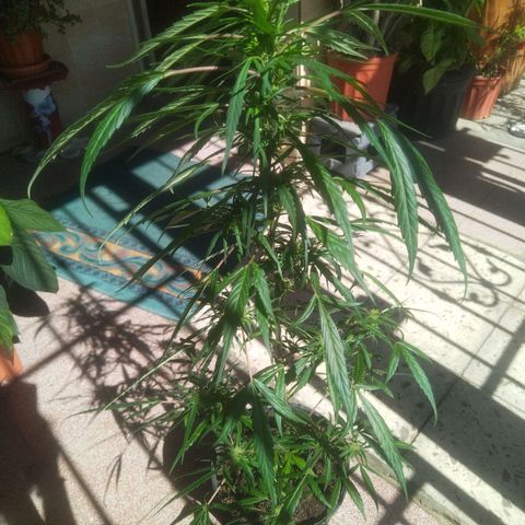 Natural growlog photo: Segunda planta con cogollos ✨