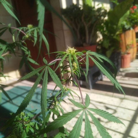 Natural growlog photo: Primera planta con formación de cogollos 😛