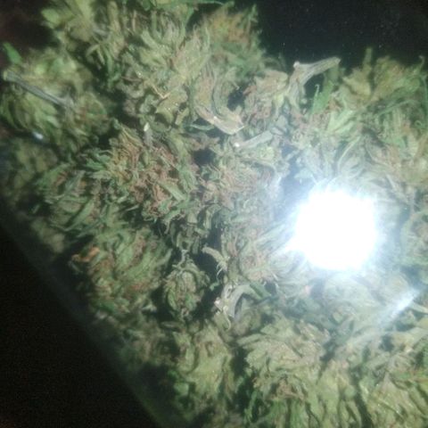Natural growlog photo: Capullito 