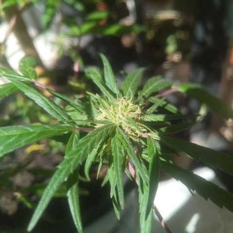Natural growlog timeline photo
