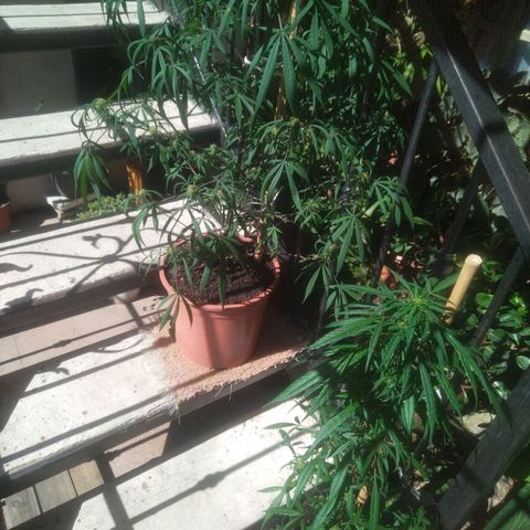 Natural growlog timeline photo