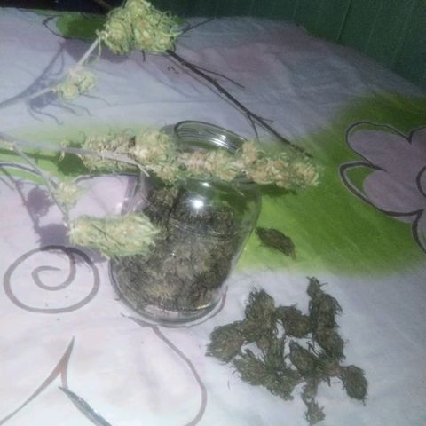 Natural growlog photo: Todo el proceso 