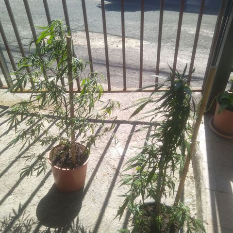 Natural growlog timeline photo