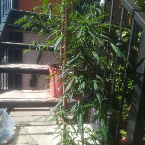 Natural growlog timeline photo
