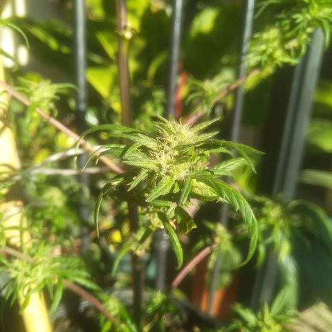 Natural growlog photo: Full flora
Una semana después de haberle echado la poción 